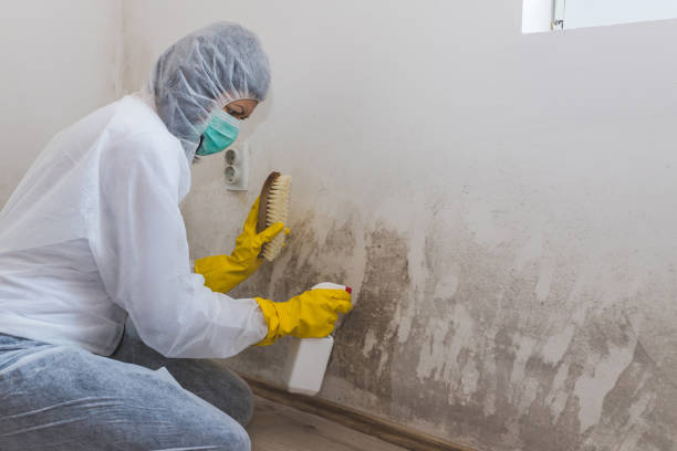 Best Residential Mold Inspection & Testing  in Dimondale, MI