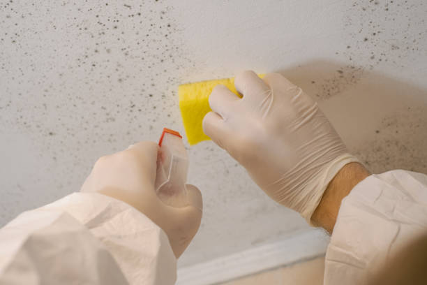 Professional Mold Removal in Dimondale, MI