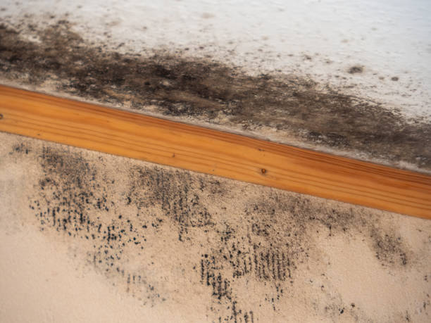 Best Water Damage & Mold Remediation  in Dimondale, MI