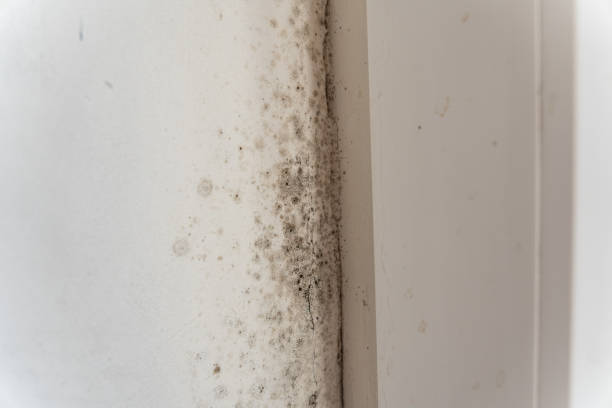 Best Attic Mold Removal  in Dimondale, MI