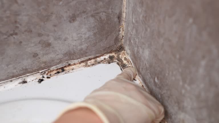 Best Asbestos and Lead Testing During Mold Inspection  in Dimondale, MI